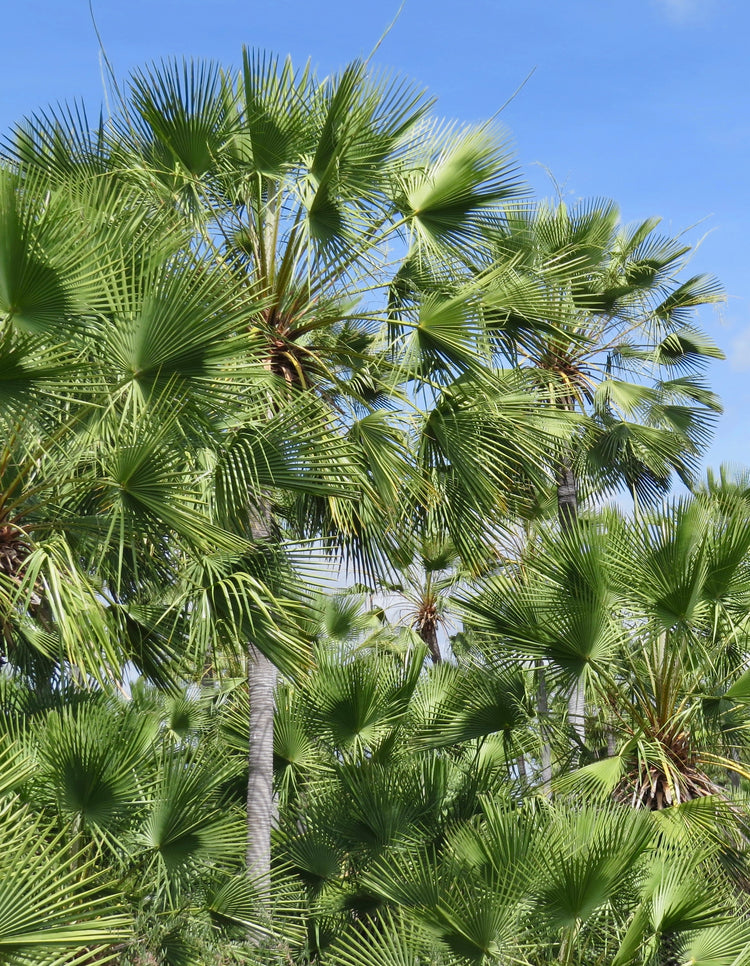 Carnaúba Palm Tree Bags - Eco Friendly