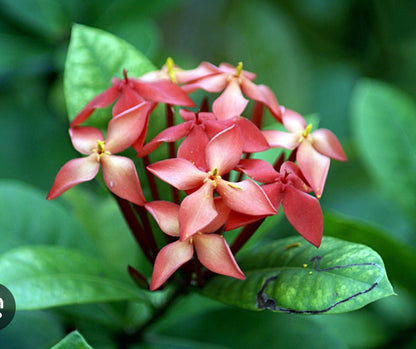 Jungle Flame Flower Dangle Earrings - Neena Jewellery 