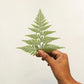 Fern Bracelet - Neena Jewellery 